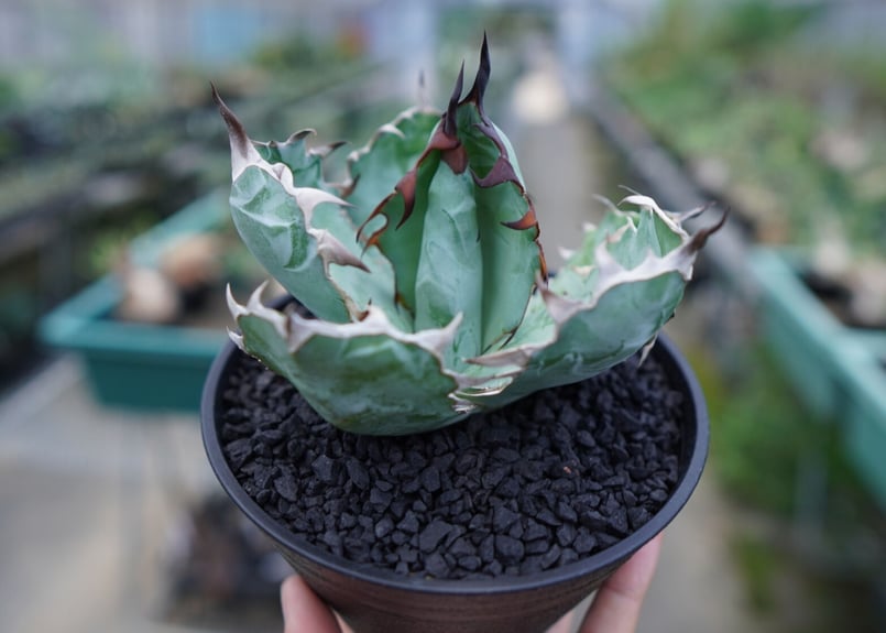 アガベ チタノタ ブラックアンドブルー Agave titanota black アガベ チタノタ ブラックアンドブルー Agave titanota black