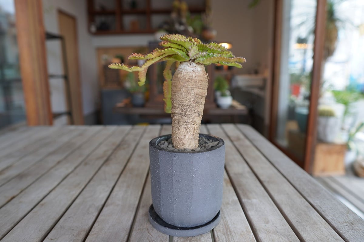 飛竜 Euphorbia stellata | mana's farm:塊根植物・アガベ・ドラ