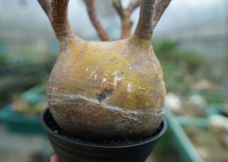 パキポディウム　グラキリス　 Pachypodium Gracilius  No.1