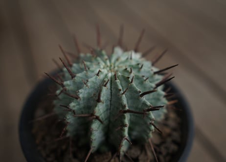 ユーフォルビア　ホリダ　Euphorbia horrida
