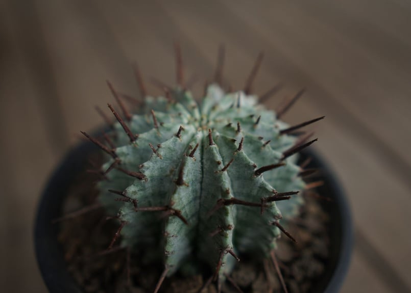 ユーフォルビア ホリダ ゼブラホリダ horrida 塊根植物 ユーフォルビア ホリダ Euphorbia horrida | mana's farm:塊根植