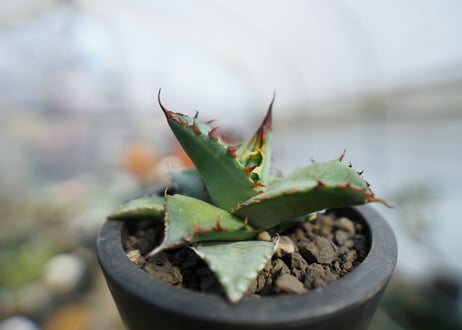 アガベ　チタノタ　ブルー　Agave Titanota Blue　No.2