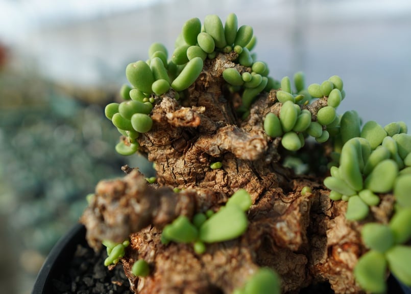 ケラリア ピグマエア Ceraria pygmaea | mana's green:塊根植物販 ケラリア ピグマエア Ceraria pygmaea | mana's green:塊根植物販