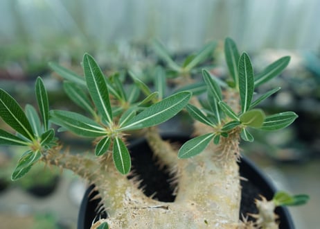 パキポディウム　デンシフローラム Pachypodium densiflorum  No.1