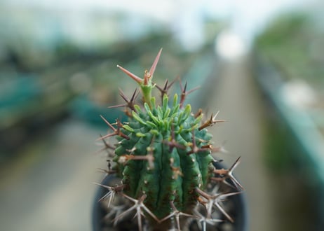 ユーフォルビア　群星冠　Euphorbia stellispina