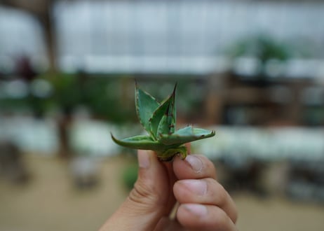 アガベ　ホリダ×パラサナ　agave horrida×parasana No.2