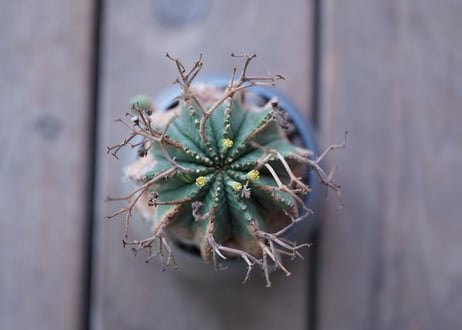 Euphorbia meloformis