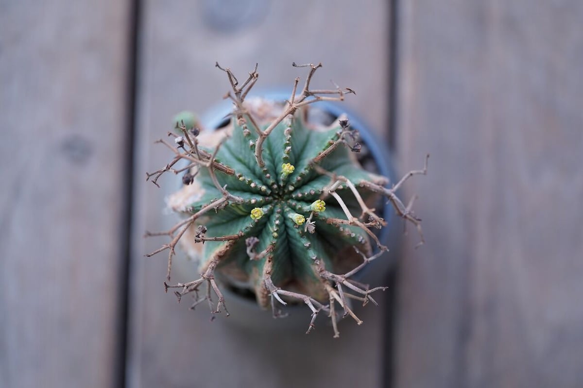 極希少】クリストフル ユニ フラワーベース ユニガラス 【公式通販】