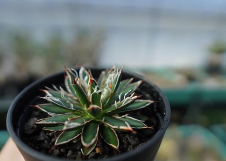 アガベ　フィリフェラ　シディゲラ　agave filifera ssp. schidigera 　No.2
