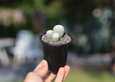 サボテン　月世界