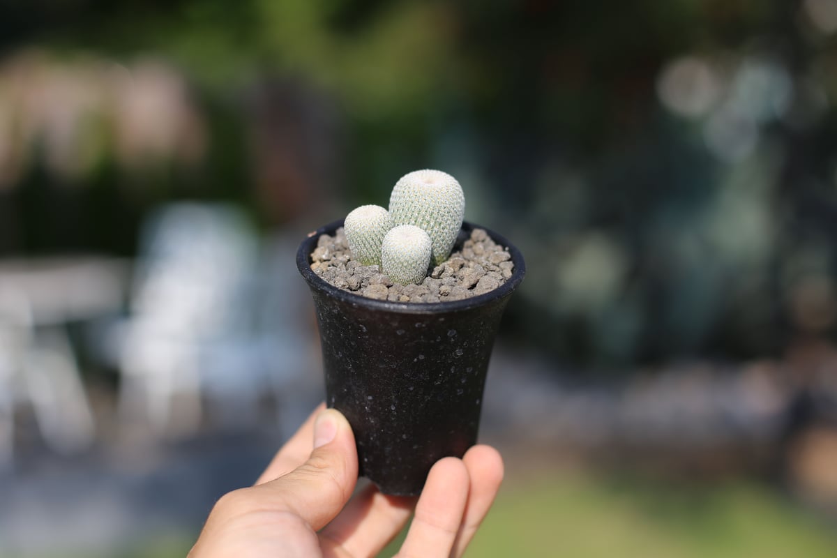 サボテン 月世界 | mana's farm:塊根植物・アガベ・ドライガーデン植物