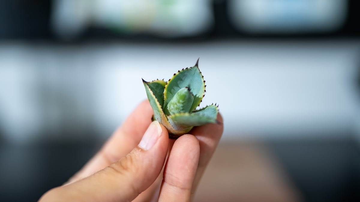 アガベ ドラド | mana's farm:塊根植物・アガベ・ドライガーデン