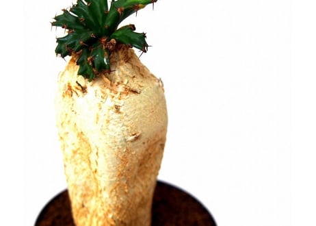 ユーフォルビア ステラータ 飛竜  Euphorbia stellata 8 未発根
