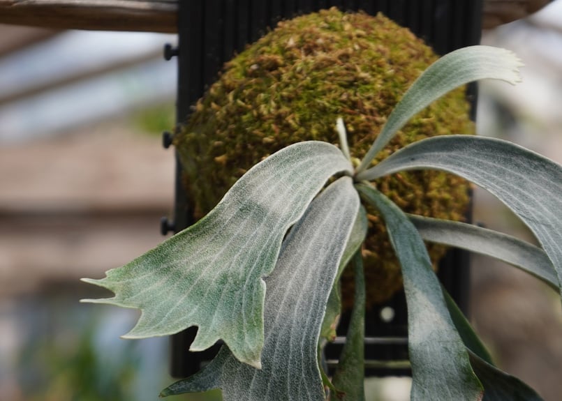 ビカクシダ P. willinckii 'Robin' (TC) | mana's farm