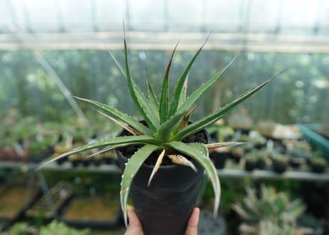 CATEGORY 特選株 | mana's green:塊根植物販売|マナズグリーン CATEGORY 特選株 | mana's green:塊根植物販売|マナズグリーン