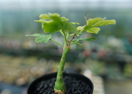 アデニア　グラウカ　Adenia Glauca　No.2