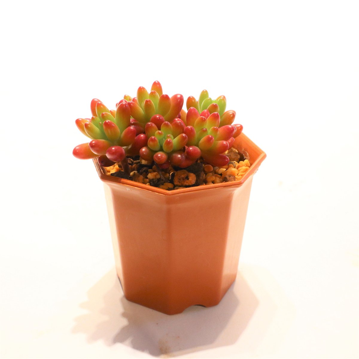 セダム 虹の玉 | mana's farm:塊根植物・アガベ・ドライガーデン植物