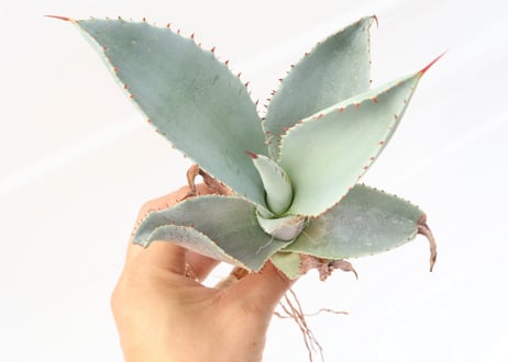 Agave pygmaea 'Dragon Toes'