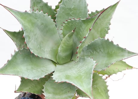 Agave ovatifolia Kelly Griffin selection