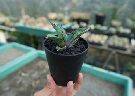 アガベ　チタノタ　 ブラックアンドブルー 　Agave titanota black and blue　No.9