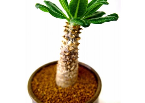 Pachypodium Tackyi　パキポディウム　タッキー