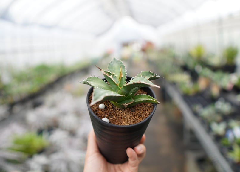 将来有望！】チタノタ 台湾実生株 《1》 | mana's farm:塊根植物