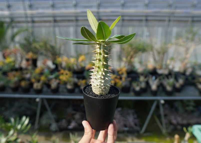 パキポディウム ホロンベンセ Pachypodium horombense | mana's