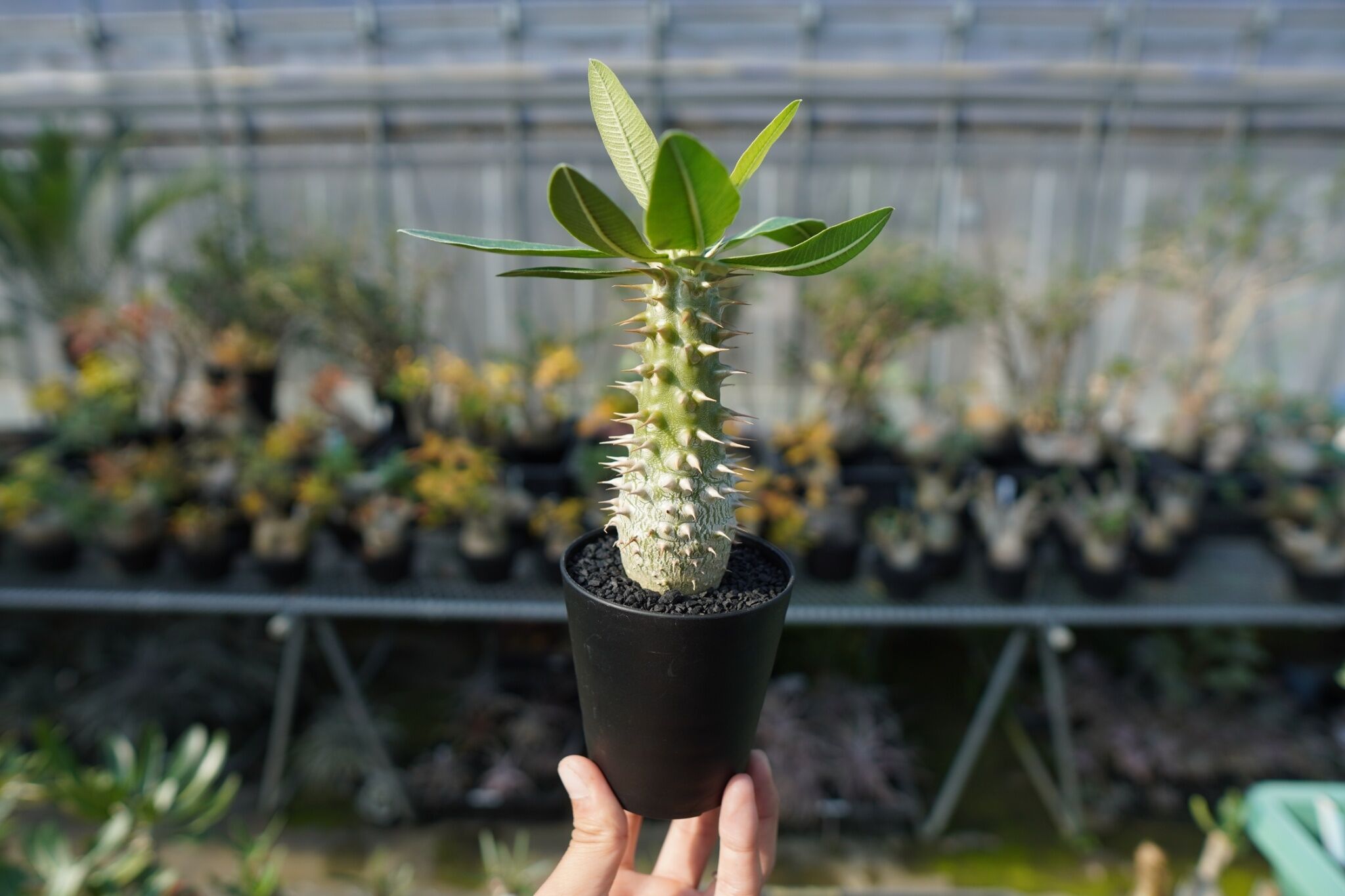 パキポディウム ホロンベンセ Pachypodium horombense | mana's farm