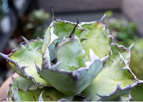 Agave B&B A NO.3