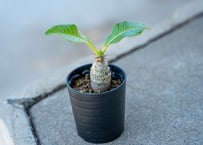 ユーフォルビア　ファンシャウェイ　発根済み isla del pescado - Euphorbia fanshawei-ユーフォルビア