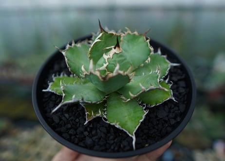 アガベ　チタノタ　フィリグリー　agave titanota filigree　No.1