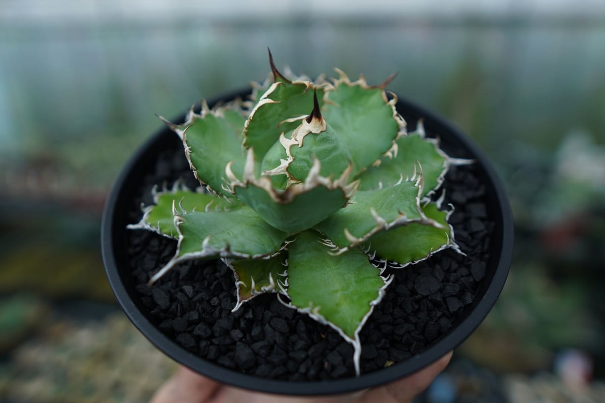 アガベ チタノタ フィリグリー agave titanota filigree No.1 |