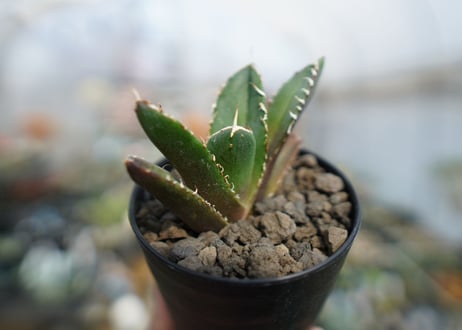 アガベ　チタノタ　鬼爪雪峰  Agave titanota “Onitsume Yukimine"　No.2