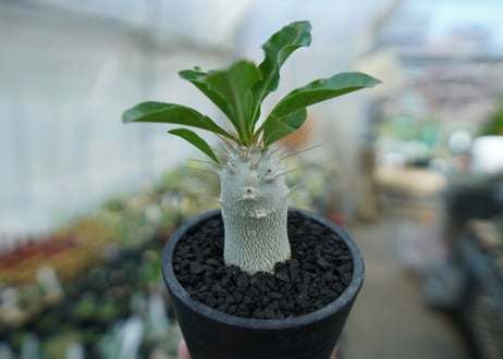 パキポディウム　サンデルシー　Pachypodeium saundersii  No.9