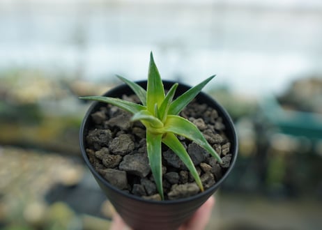 ディッキア　ムーングロー　Dyckia brevifolia  Moon Glow　No.1