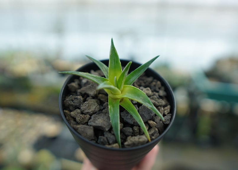 ディッキア ムーングロー Dyckia brevifolia Moon Glow No.1