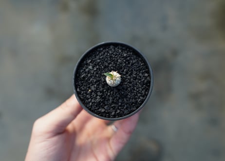 パキポディウム　デンシフローラム　Pachypodium densiflorum