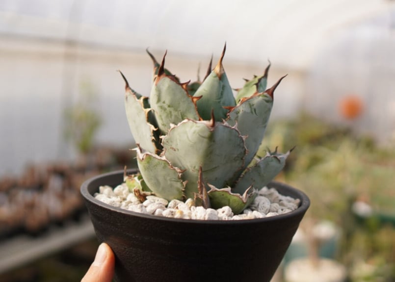 Agave titanota 'black and blue' 子株付き No.3 | man