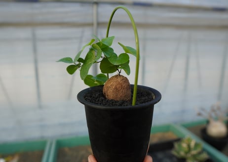 亀甲竜　Dioscorea elephantipes