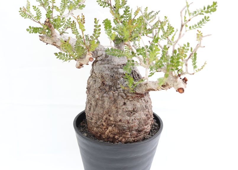 塊根植物 オペルクリア・パキプス オペルクリカリア パキプス | mana's farm:塊根植物・アガベ・ドライ