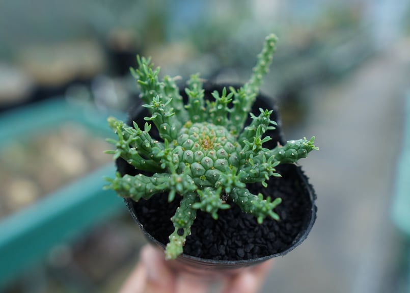 ユーフォルビア ゴルゴニス Euphorbia gorgonis No.1 | mana's