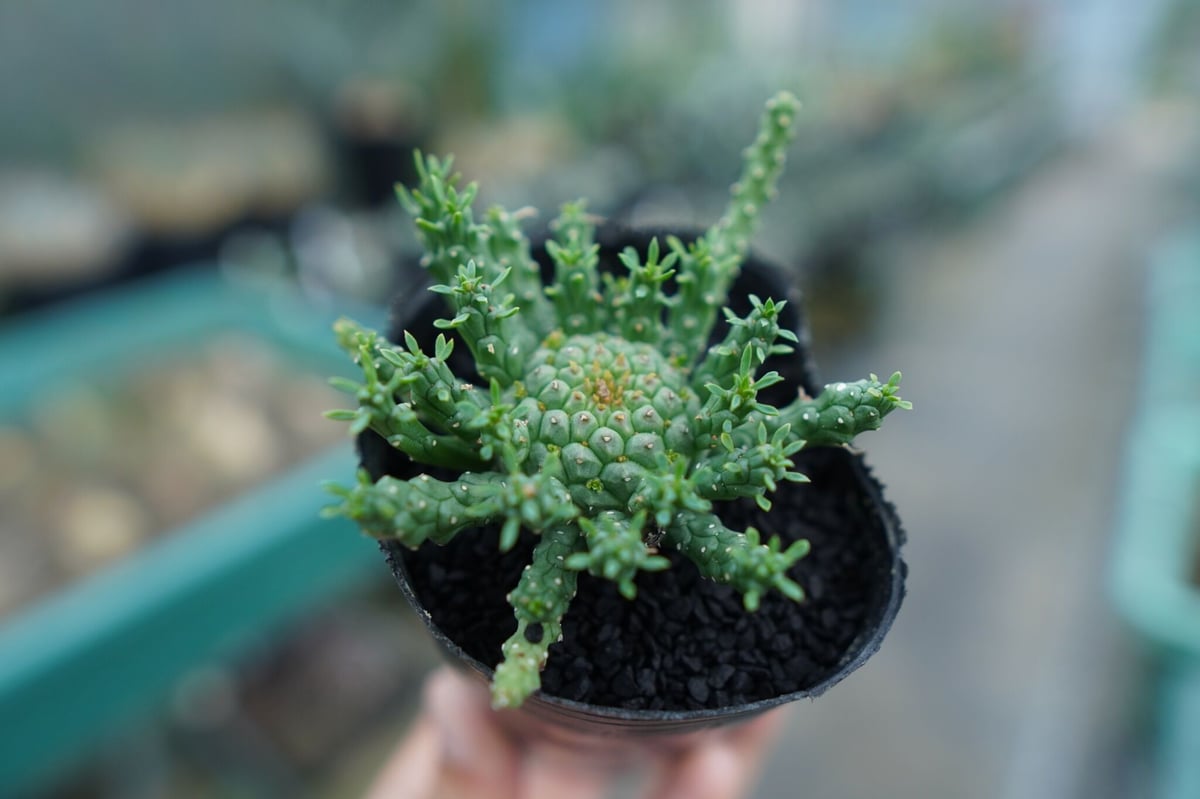 ユーフォルビア ゴルゴニス Euphorbia gorgonis No.1 | mana's