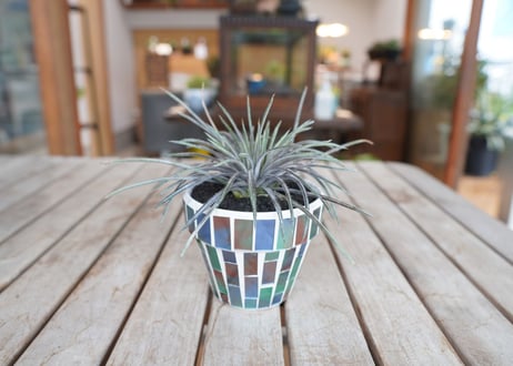 ディッキア コリスタミネア Dyckia choristaminea