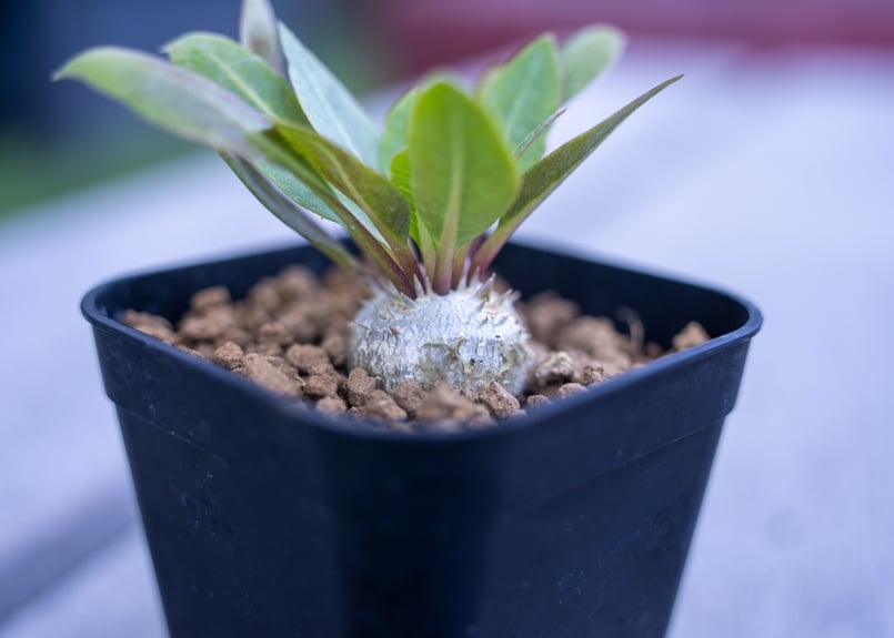 パキポディウム 恵比寿笑い | mana's farm:塊根植物・アガベ