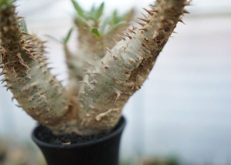 パキポディウム　デンシフローラム　Pachypodium densiflorum　No.4