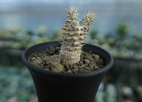 パキポディウム　伊藤ハイブリッド　Pachypodium 'Itoh Hybrid'  No.1