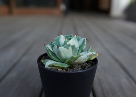 アガベ　王妃雷神錦　白中斑　Agave　“Ohi Raijin Nishiki Shironakahu”