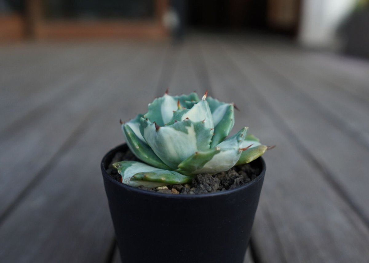 アガベ 王妃雷神錦 白中斑 Agave “Ohi Raijin Nishiki Shirona