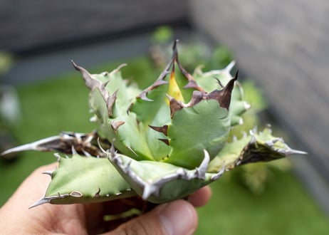 Agave titanota dwarf 姫厳龍NO.9