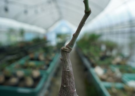 アデニア　グラウカ　Adenia glauca